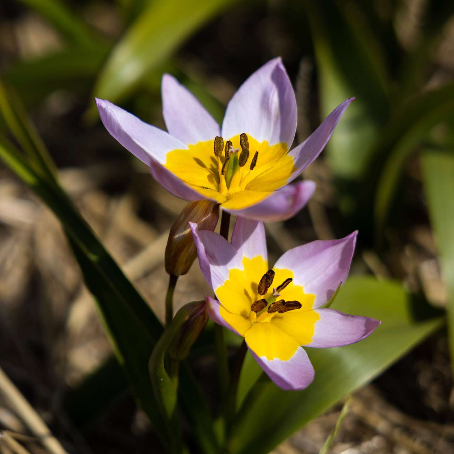 Botaaninen tulppaani 'Saxatilis' / 'Lilac Wonder'